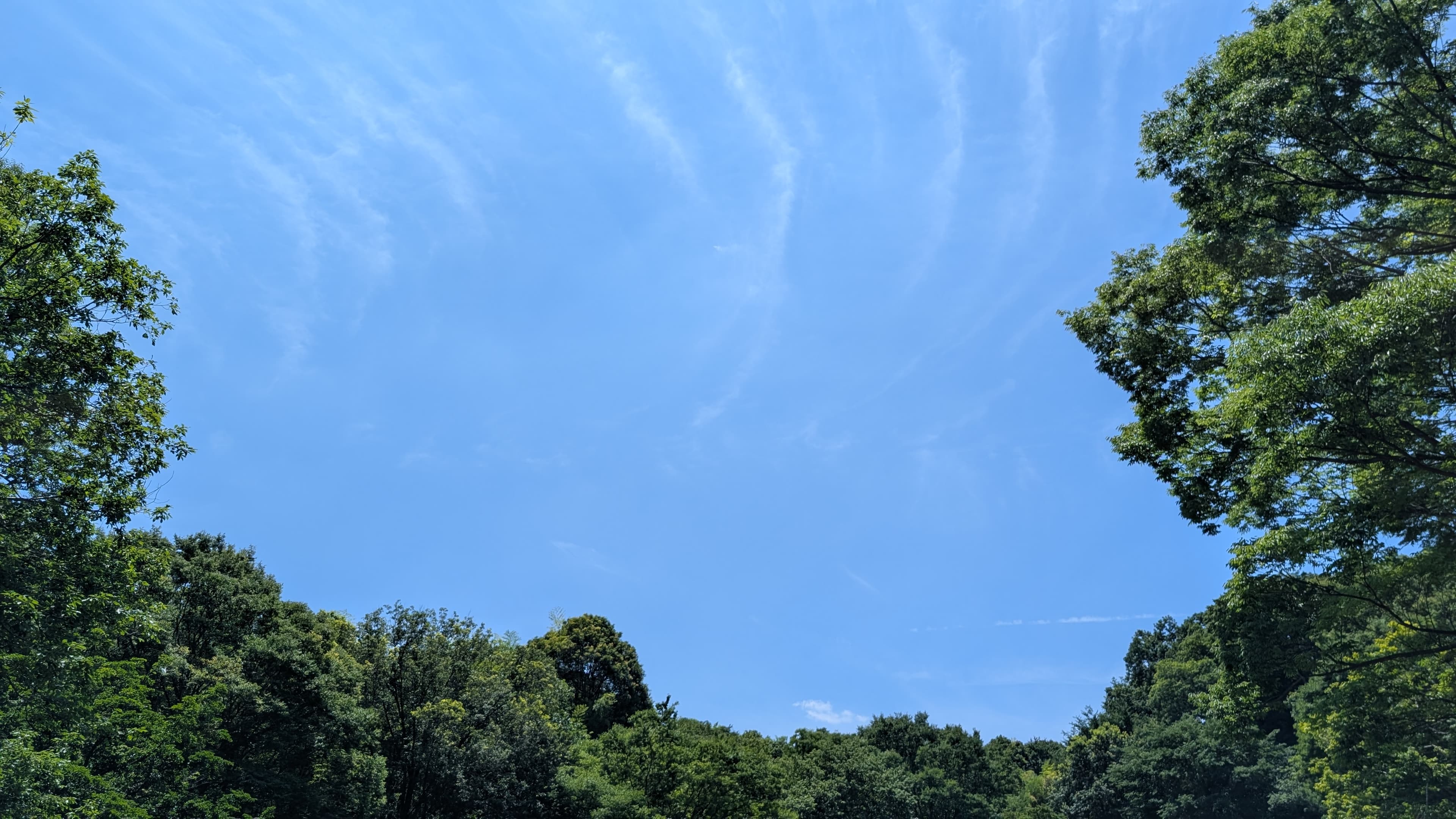 ビザや帰化申請のことならアリビオ行政書士事務所へ